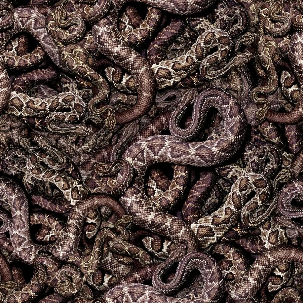 Рагнар лодброк смерть в сериале. Кубло змей. Фактор страха. Змеиное логово гадюк. Приснилась яма со змеями.