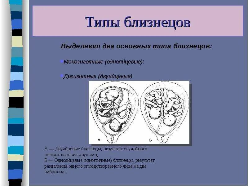 Близнец 1 2 3 4. Типы близнецов. типы однояйцевые близнецы. типы однояйцевых близнецов. однояйцевые (монозиготные) близнецы.