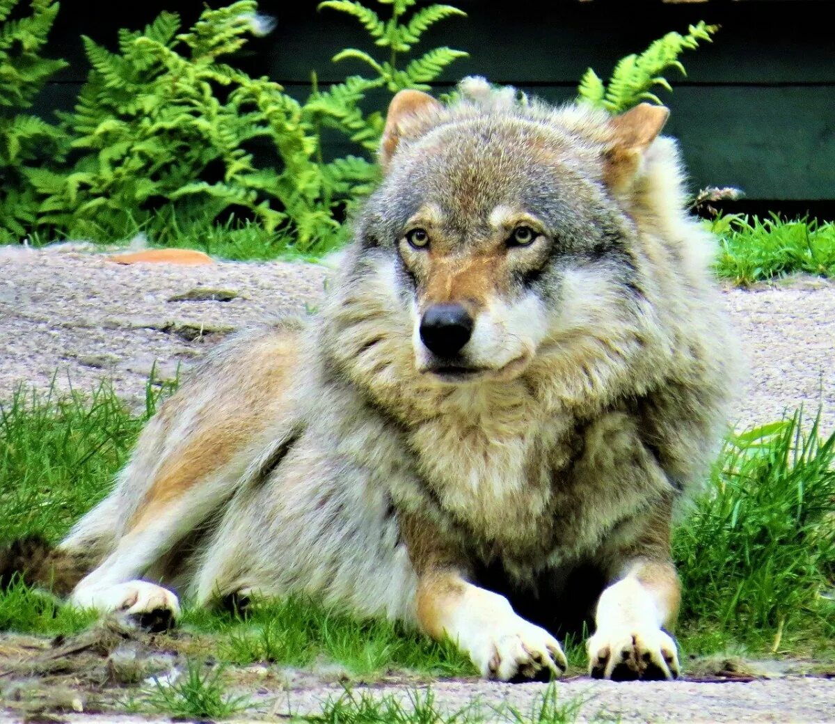 Самый главный волк. Волк Долины Маккензи. Кавказский волк. Среднерусский Лесной волк. Берингийский волк.