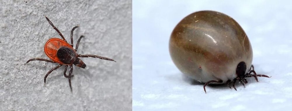 Лесные клещи. Таежный клещ, ixodes persulcatus. Красный клещ иксодовый. Hyalomma marginatum. Лесные клещи.