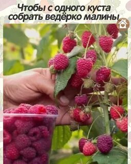 Малина давай