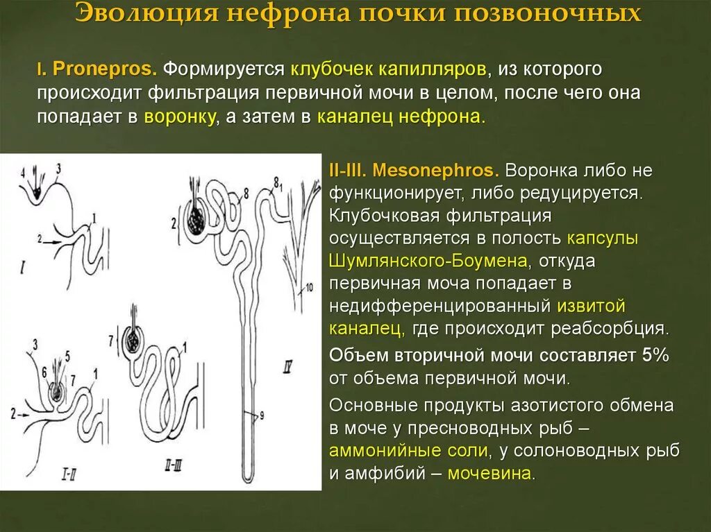 Почки позвоночных животных. Предпочка первичная и вторичная почка. филогенез мочевыделительной системы позвоночных. эволюция нефрона почки. первичная почка строение.