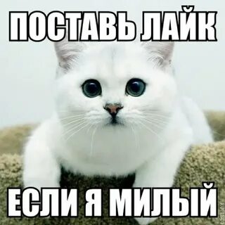 Поставь лайк ставить