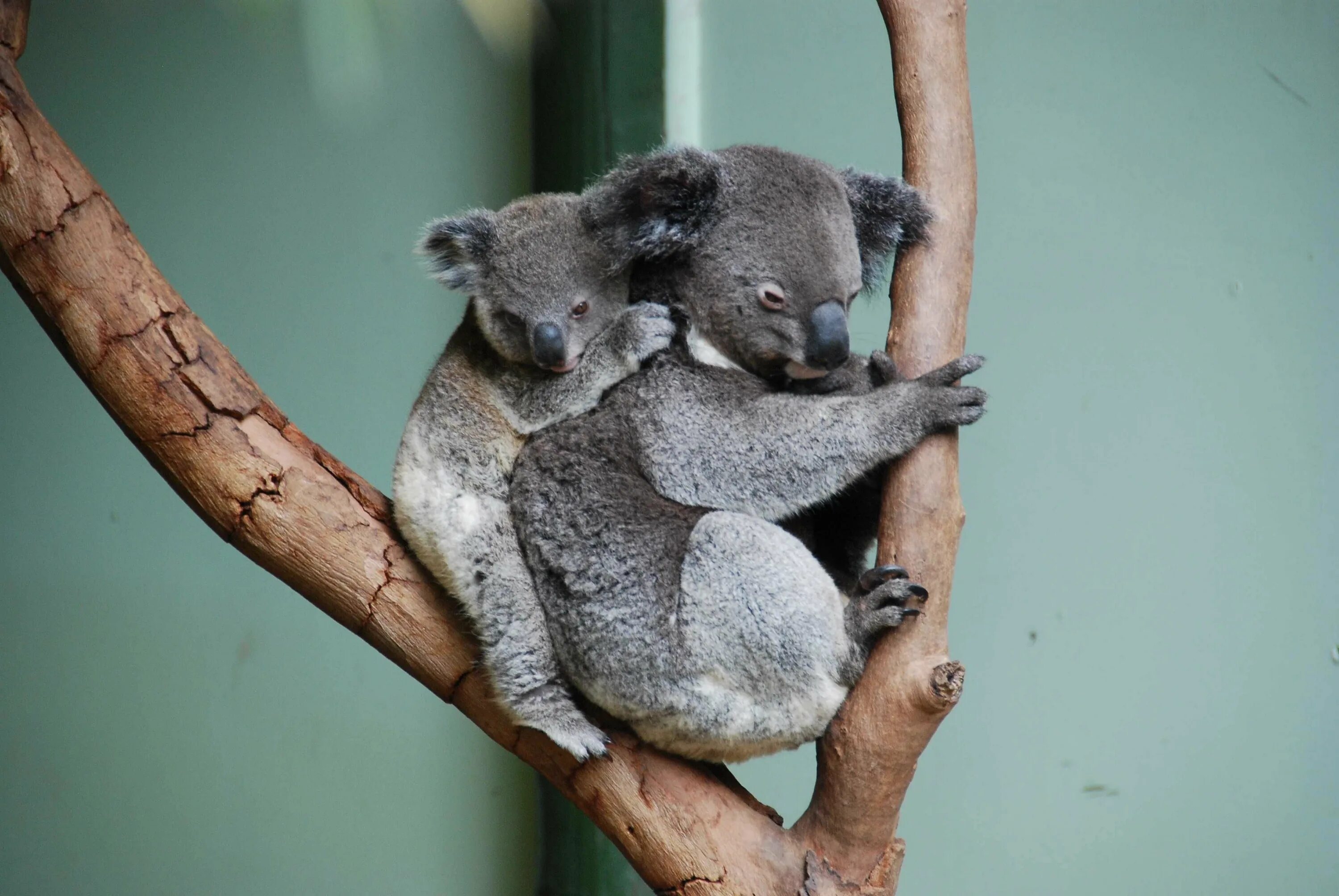 Коала. Коала в Австралии. Милые коалы. Коалы любовь. Тип развития коалы