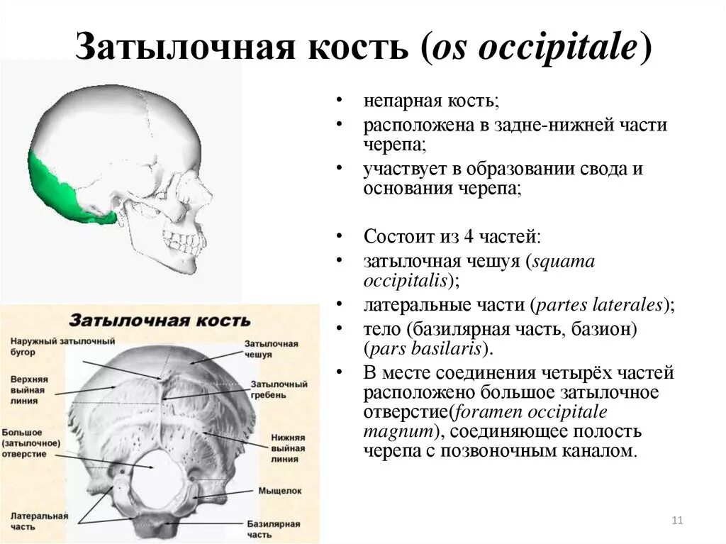 Затылок место. Характеристика затылочной кости. Кости головы анатомия затылочная кость. Строение костей черепа затылочная.