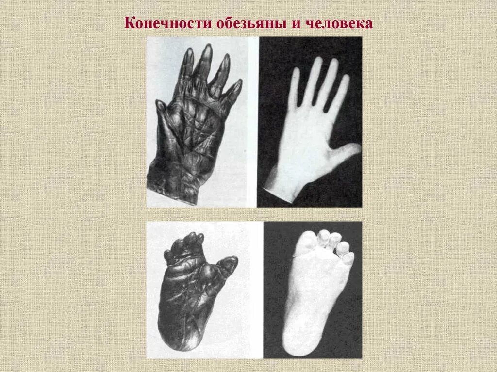 Конечности обезьяны и человека. Конечности шимпанзе и человека. Кисть обезьяны и человека. Шимпанзе передняя конечность