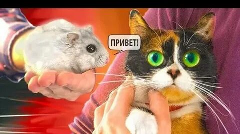 Сливки шоу хомяка