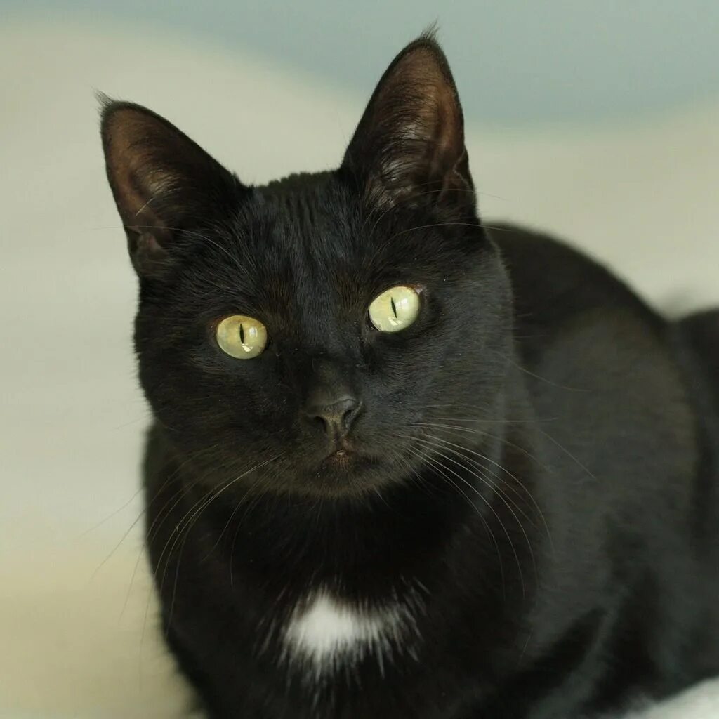Порода кошек с черными глазами. Британская Бомбейская кошка. Бомбейская кошка длинношерстная. Бомбейская кошка серая. Бомбейская кошка длинношерстная черная.