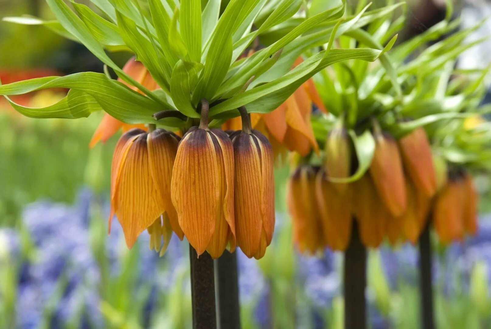 Рябчик Императорский Страйпт Бьюти. Рябчик Императорский - Fritillaria Imperialis. Рябчик Императорский (фритиллярия) Страйпт Бьюти. Рябчик Императорский Ауреомаргината. Королевский рябчик цветок фото