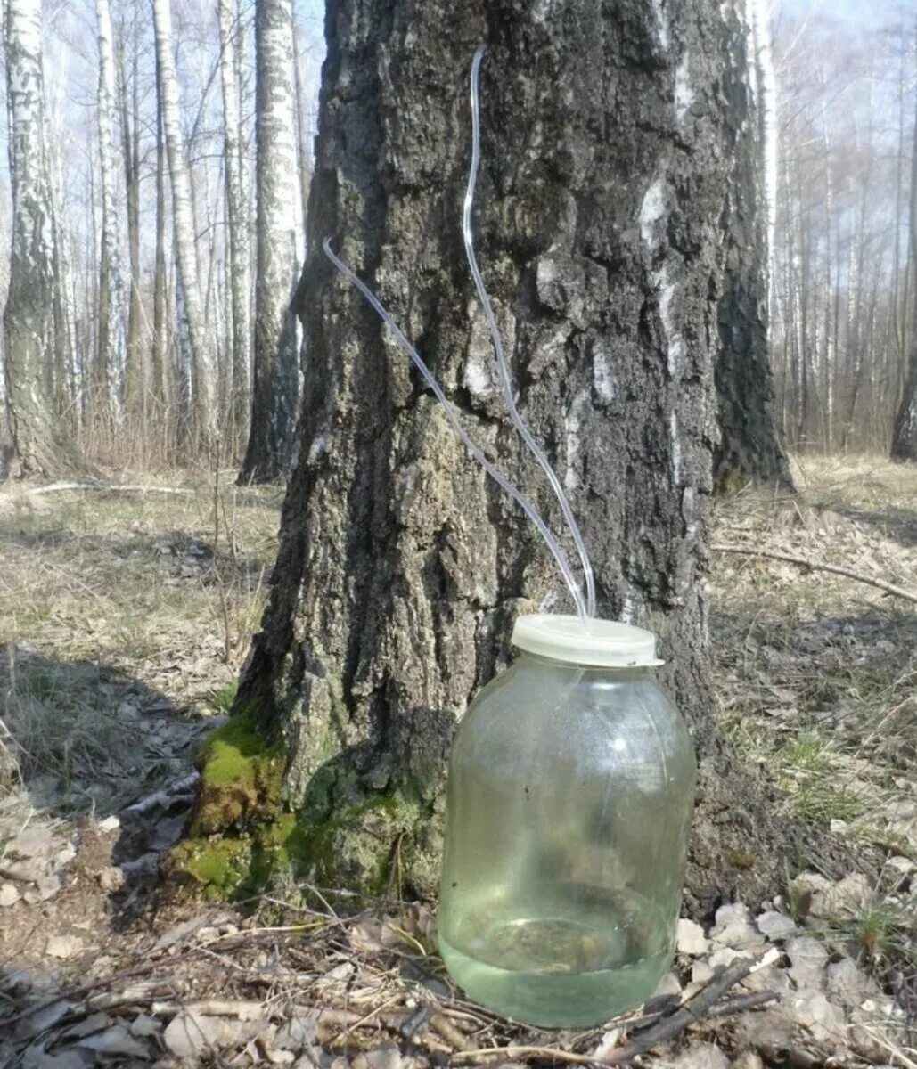 Сок березовый с барбарисом рецепт. Березовый сок 10л. Березовый сок Березовик. Сок березовый 5 литров. Сбор березового сока.