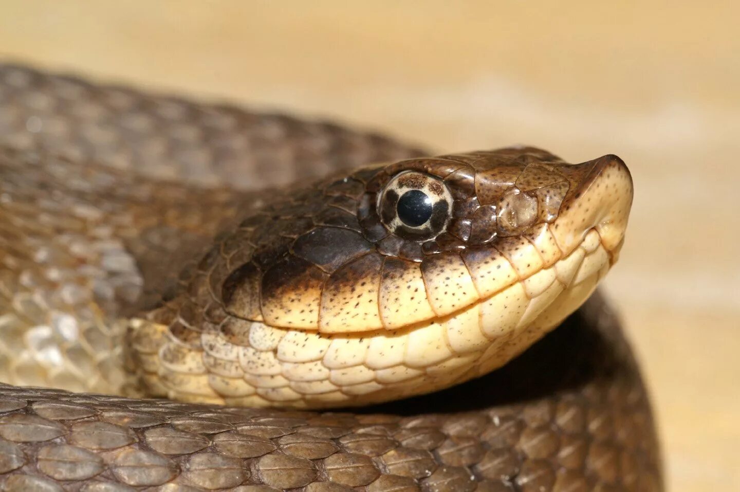 Змея гадюка болотная. Свиноносая носатая змея. Улыбка уж. Ahaetulla nasuta. Североамериканская свиноносая змея.