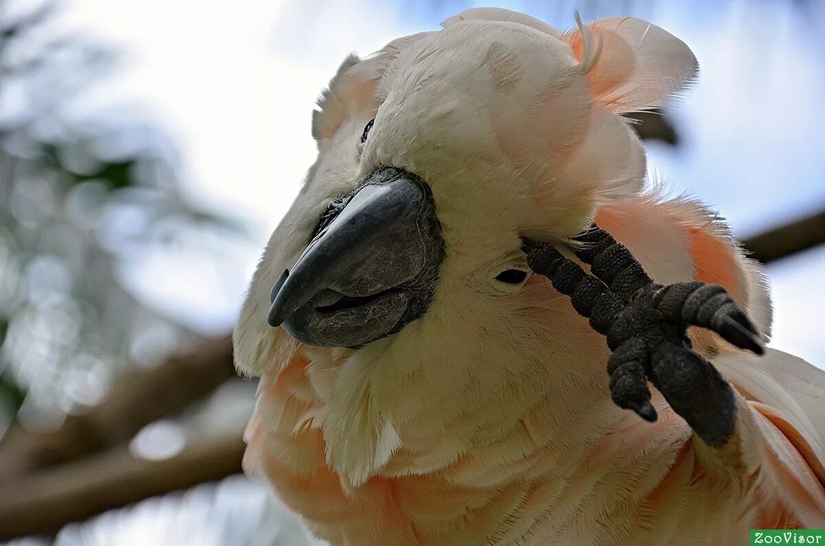 попугай какаду. попугай какаду злится. попугай какаду. веселое какаду. попугай какаду домашний.