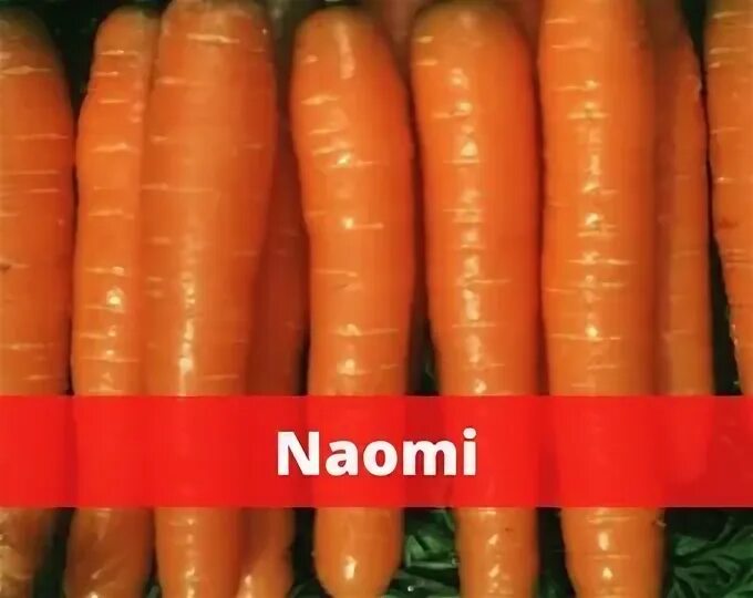 Двушка с ушками зайчика. Мотивация картинки. Помидор и друг морковка. Семена. Двойная морковь.