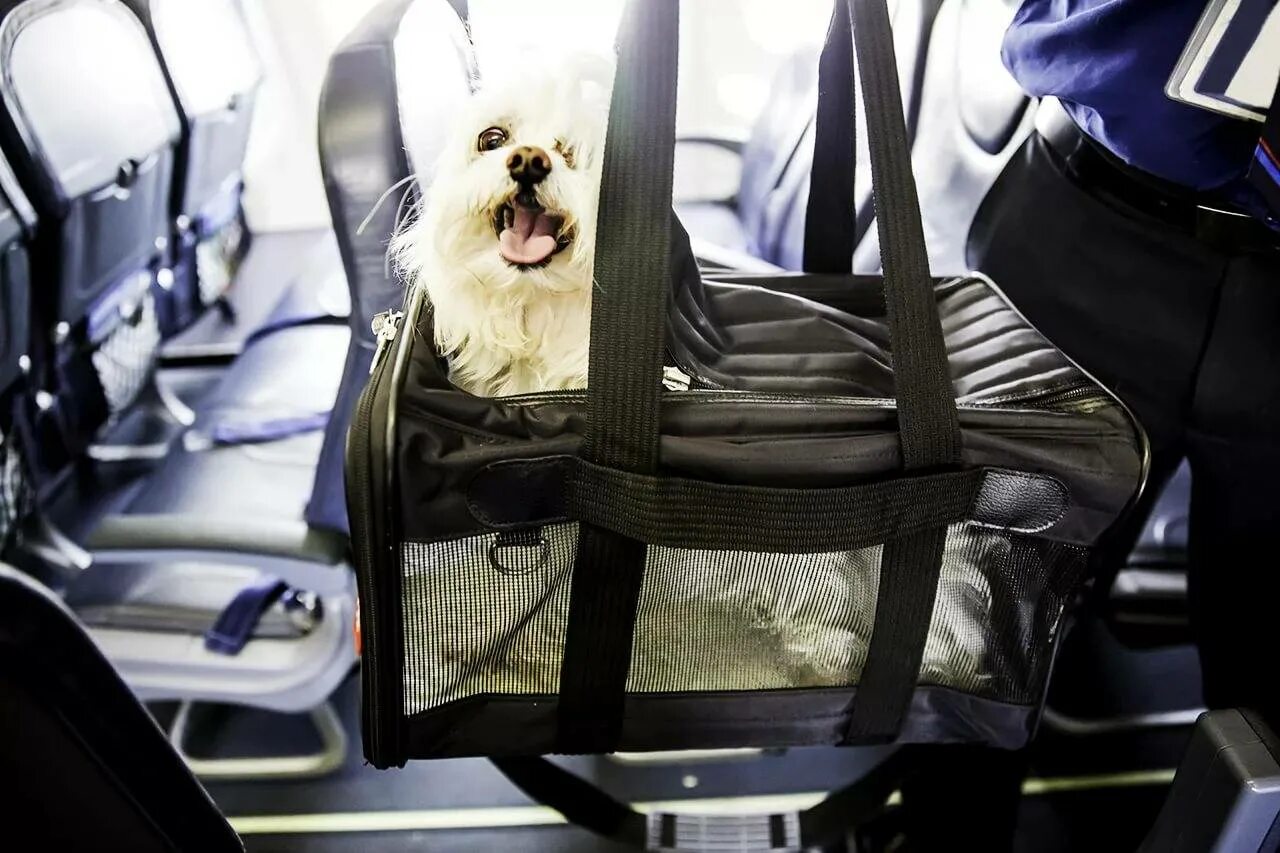 Победа перевозка животных. Собака в самолете. Собачка в самолете. Перевоз животных в самолете. Животные в салоне самолета.