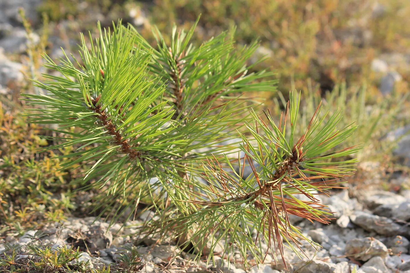 Хвойные крыма. Сосна Крымская (Pinus pallasiana). Сосна Крымская, Палласова. Сосна Палласа Крымская шишка. Сосна Крымская Долина холмов.