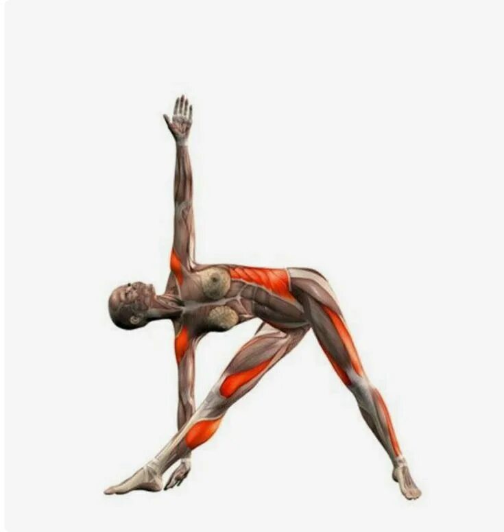 Маричиасана 1 2 3 4. Бакасана анатомия йоги. Растяжка мышц поясницы. Анатомическая терминология оси и плоскости. Халасана поза в йоге.