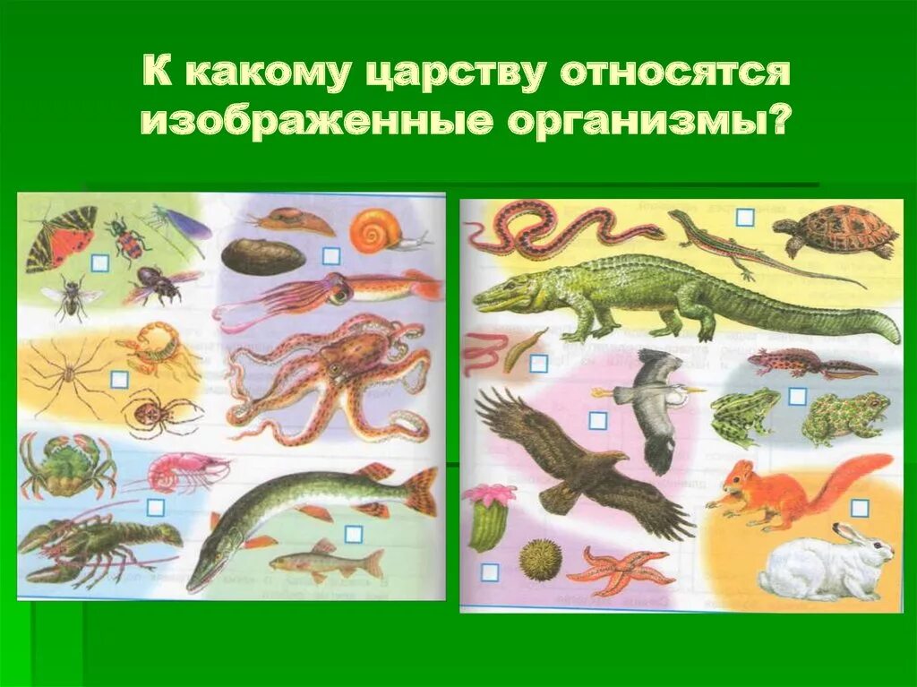 К какому типу относится изображенный организм. К каким царствам относятся организмы. к какому царству относятся изображенные организмы. к каким царствам организмов относят изображённые организмы. какие животные организмы относятся к царству животных.