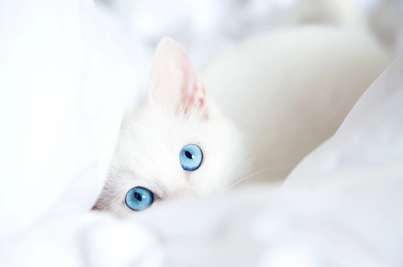 Ласковые глазки. Кот с голубыми глазами. Кошка белая. Белый кот с голубыми глазами. Белый котёнок с голубыми глазами.