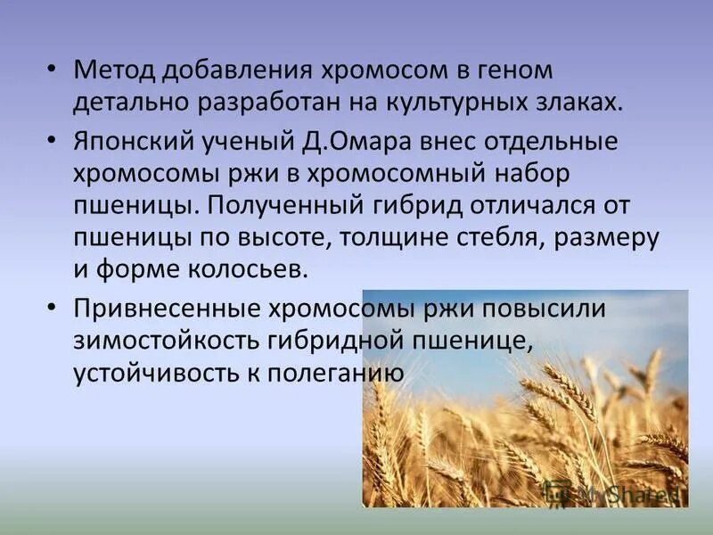 Строение ржи и ячменя. Триплоидный и тетраплоидный набор хромосом. Число хромосом ржи. Диплоидный набор хромосом 1с. Количество хромосом.