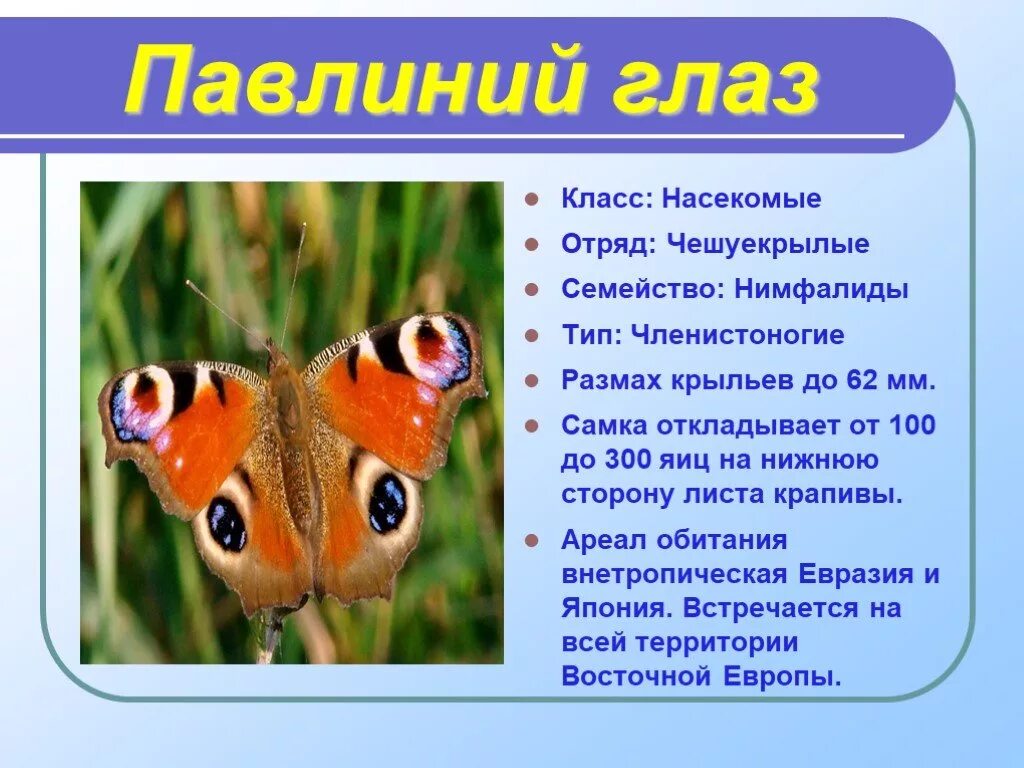 Рассказать про стрекозу. Описание муравья. Описать божью коровку. Доклад на тему насекомые. Сообщение о насекомых 2 класс окружающий мир.