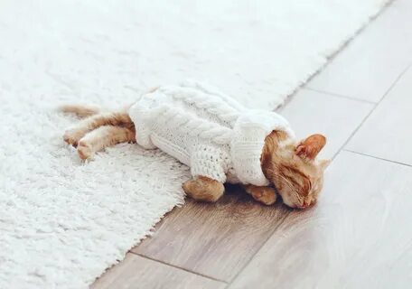 Котенок на ковре