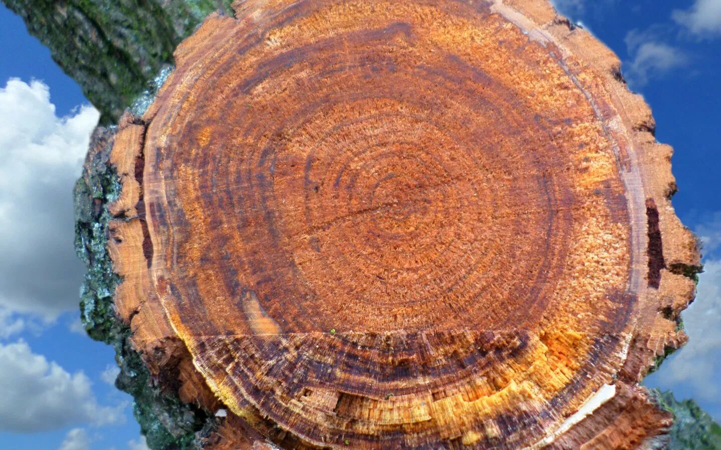 заболонь дерева. красивый срез дерева. хочу срез. срез дерева. лиственница сибирская ядро заболонь.