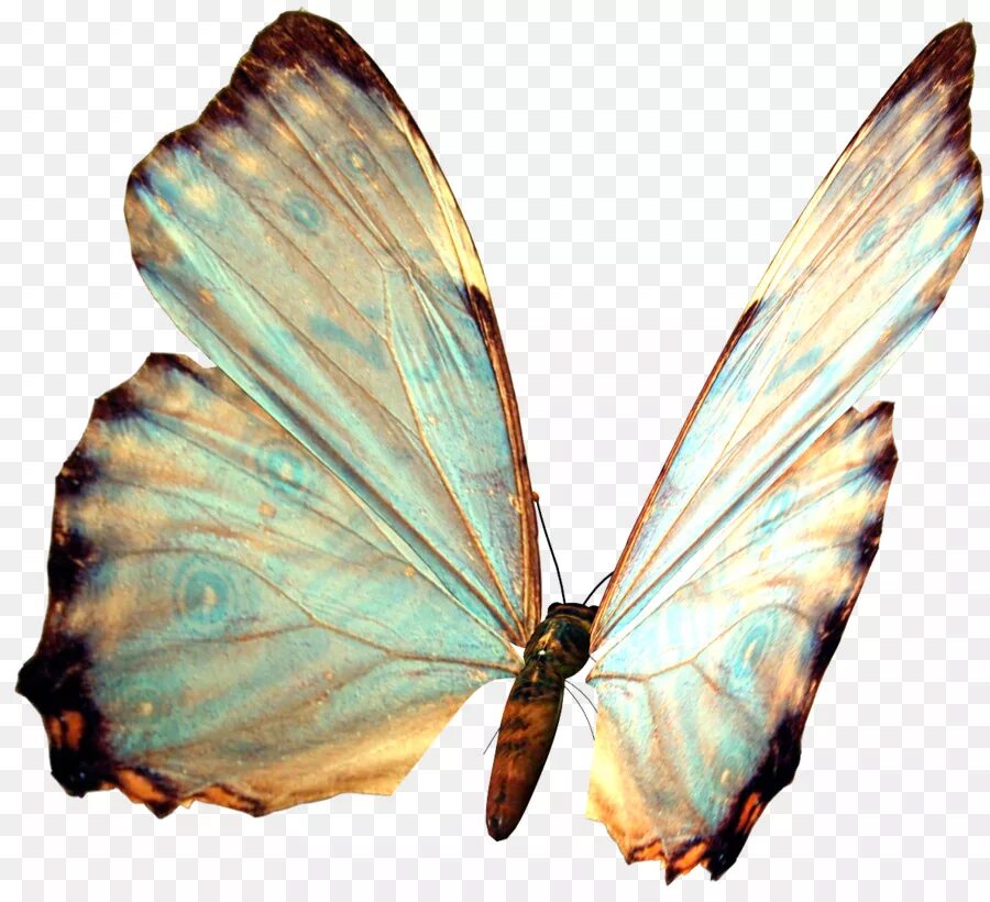 Прозрачные бабочки пнг. Morpho godarti. бабочка. papillon бабочка. бабочки на белом фоне.