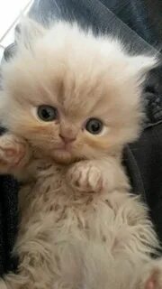 Cute but