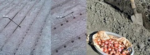 Расстояние между луком севком