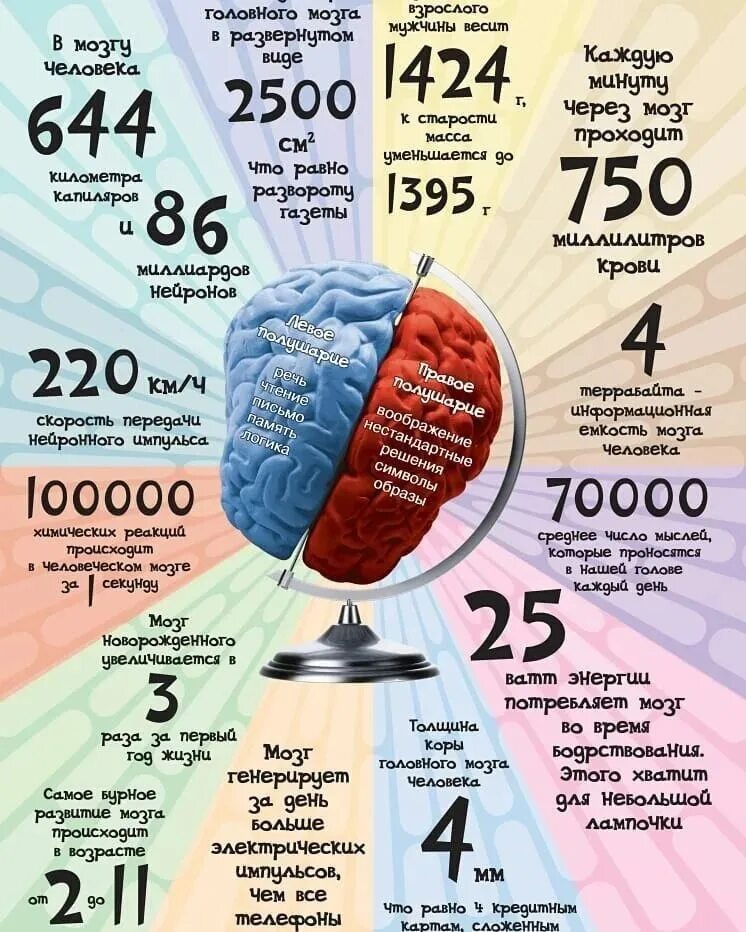 Факты про мозг. Интересное про мозг. Организм человека в цифрах и фактах. Тело человека в цифрах и фактах. Интересные факты отчеловеке.