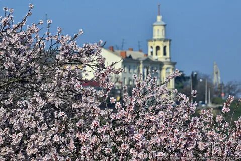 Миндаль в крыму