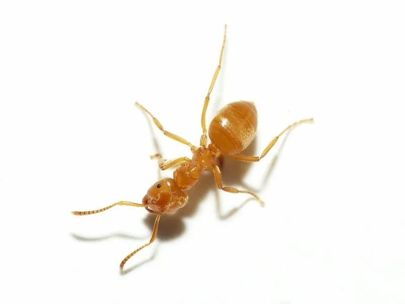 Ядовитые муравьи. Lasius flavus в формикарии. Lasius flavus желтый земляной. Жёлтый муравей-амазонка. Маленькие желтые муравьи.
