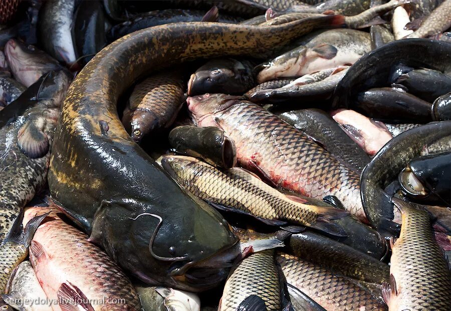 сазан ташморский. речная рыба в ведре. вобла астраханская. крупный улов. ловил живую рыбу.