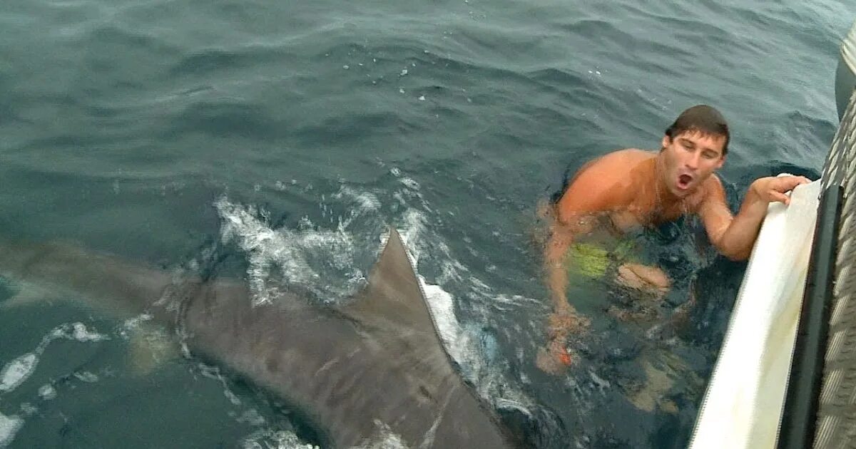 Нападение на бел. Белая акула нападение на человека. Нападение большой белой акулы. Акула молот напала на человека.
