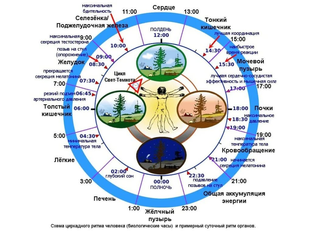 Время в течение дня. Циркадные ритмы человека по часам схема. Суточные биоритмы человека по часам. Суточный цикл работы органов человека. Биологические часы внутренних органов человека таблица.