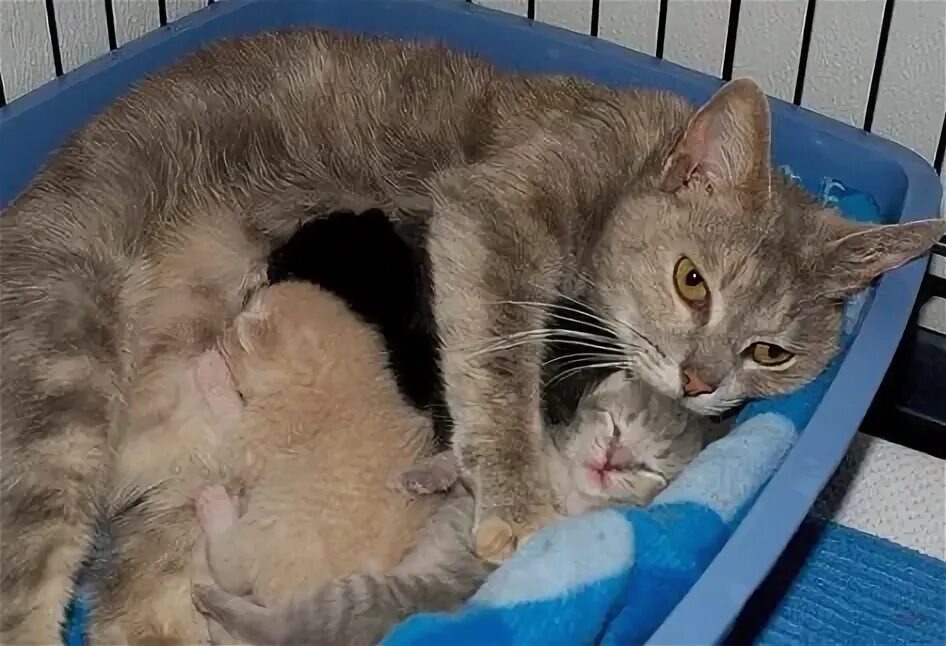 Со скольки кошкам можно рожать. Со скольки кошкам можно рожать