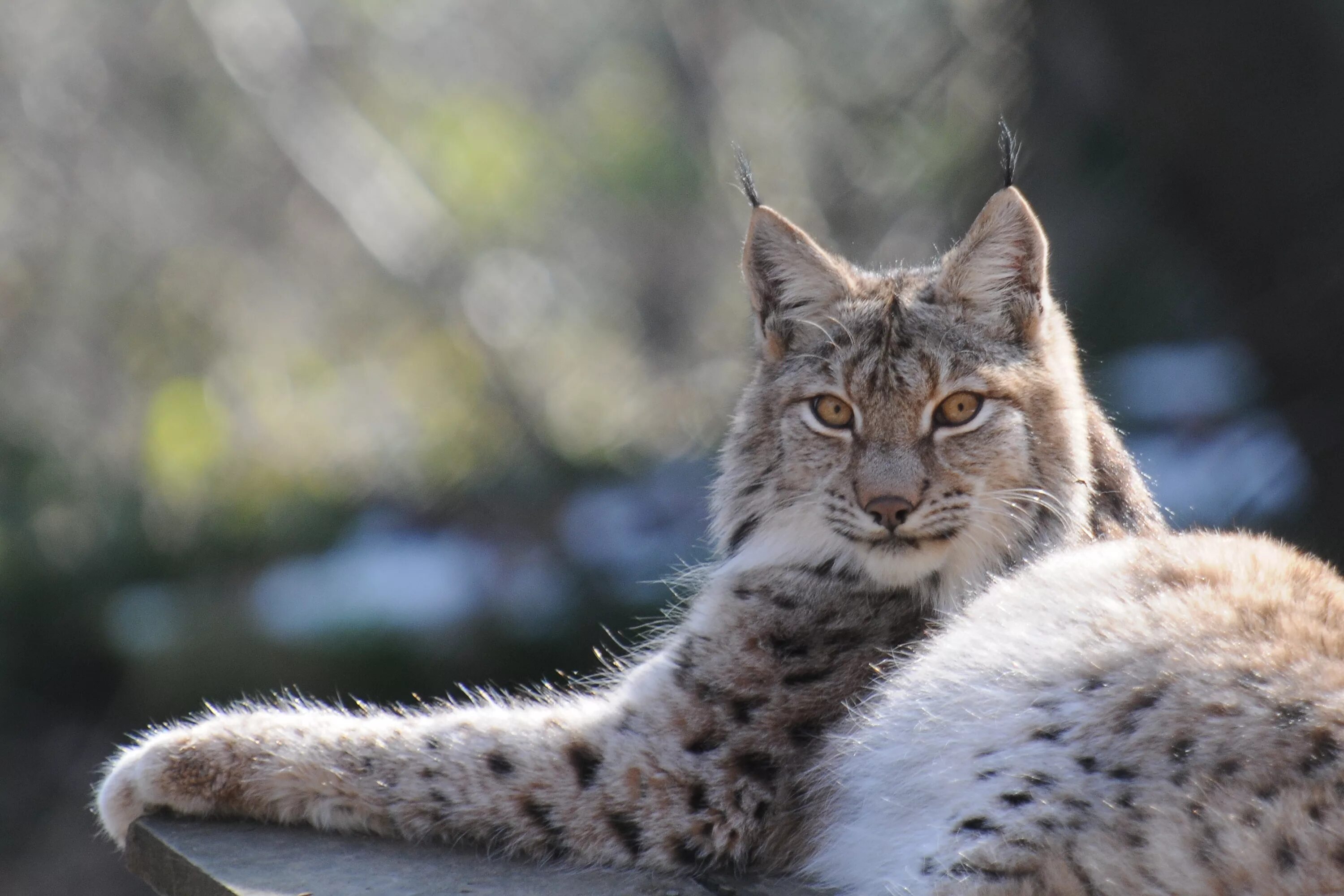 Рысь относится к. Рысь линкс. кавказская рысь lynx lynx dinniki. рысь кавказская (lynx lynx dinniki satunin, 1915).. рысь европейская обыкновенная.