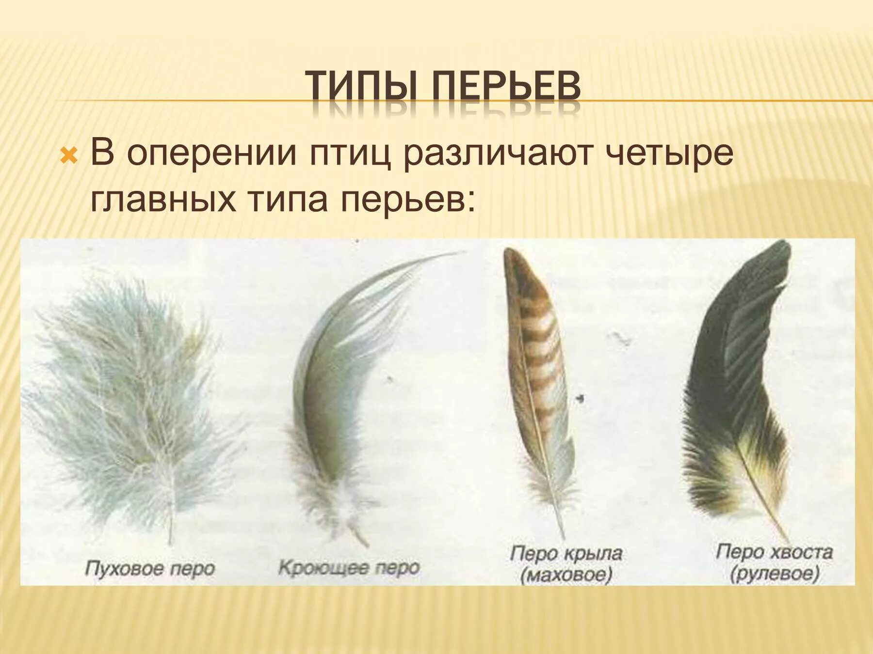 Естественный процесс смены шерстного и перьевого покрова. Виды перьев. Виды перьев у птиц. Перья различных типов. Птичьи перья разновидности.