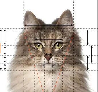 Коте исследования