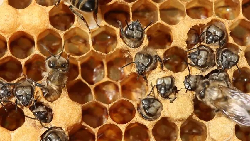 Болезнь пчел аскосфероз. Соты с личинками. Сушь медовая. Болезни пчел мешотчатый расплод. Мешотчатый гнилец.