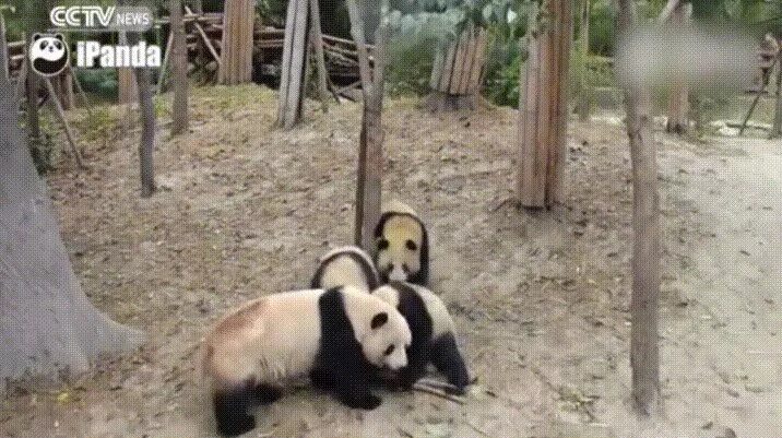 Panda falling trees