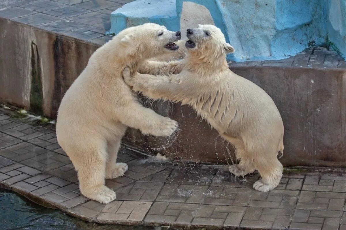 Зоопарк новосибирск белые медведи. Новосибирский зоопарк белые медведи. Норди и Шайна в Новосибирском зоопарке. Белые медведи в Новосибирском зоопарке. Белые медведи Норди и Шайна Новосибирский зоопарк.