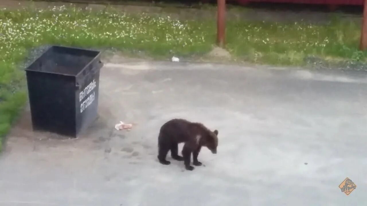 Видео смешной мишка
