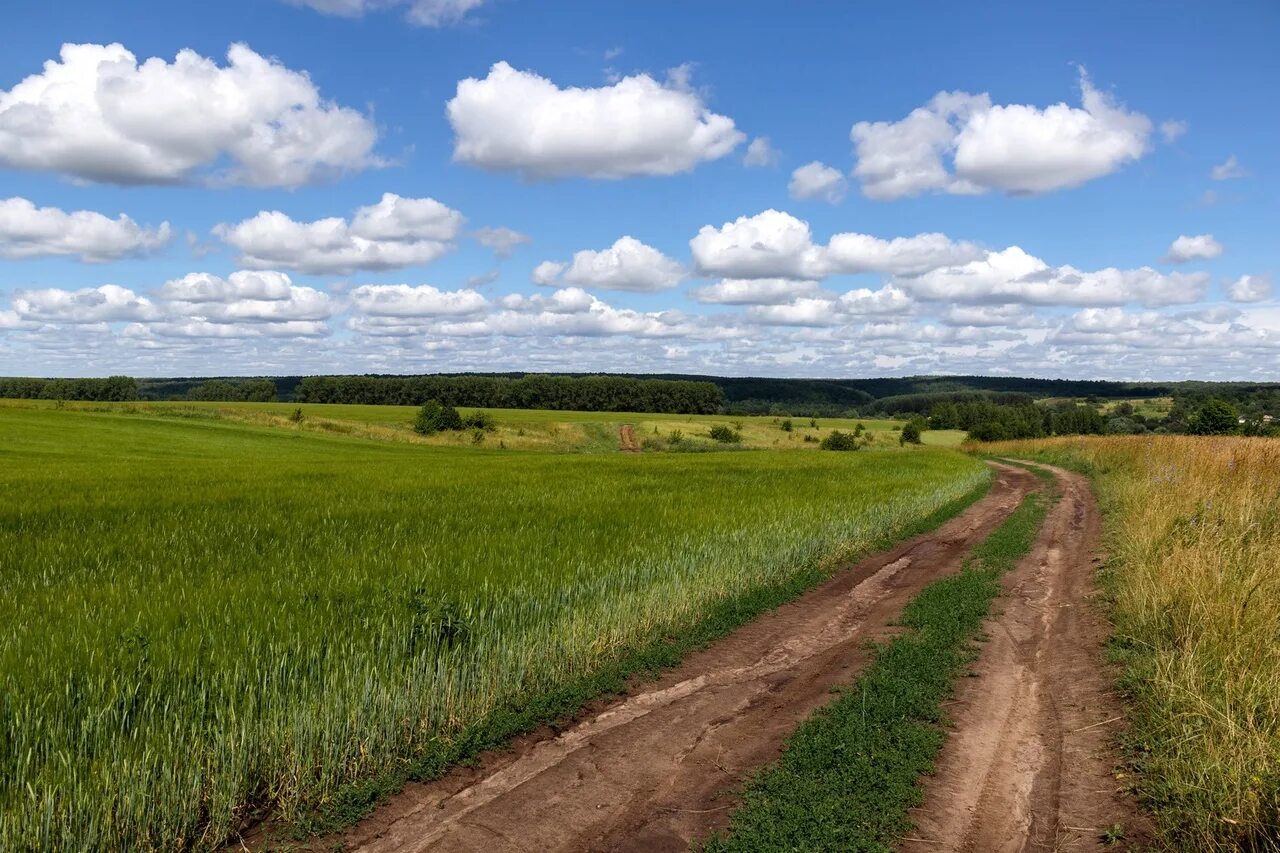 Погода на сегодня в поле. Перед дождем. Август фото. Пасмурный пейзаж. Фот.