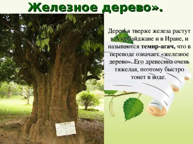 Железное дерево фото Железные деревья это удивительно и невероятно! YouTube