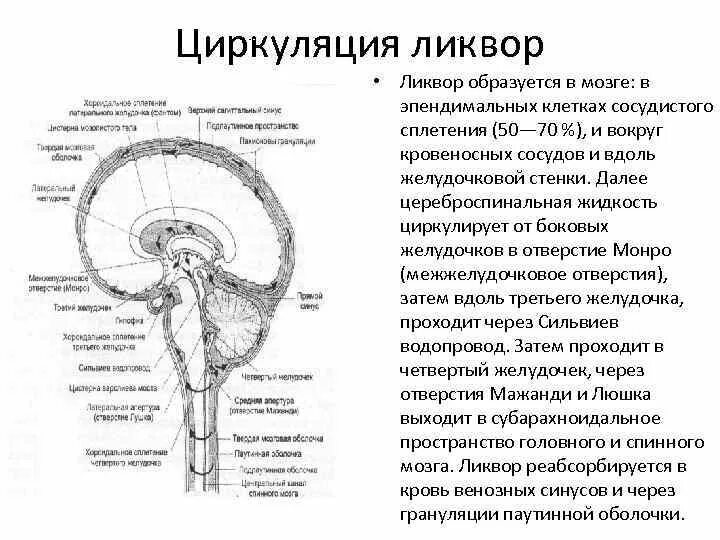 Отток головного мозга. Пути оттока ликвора схема. Ликворная система головного мозга анатомия. Циркуляция ликвора схема. Движение ликвора в головном мозге схема.