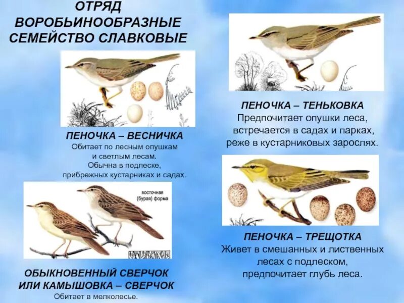 Какие птицы относятся к отряду воробьинообразные. Отряд птиц воробьинообразные. воробьинообразные птицы представители. класс воробьинообразные представители. представители семейств отряда воробьиных.