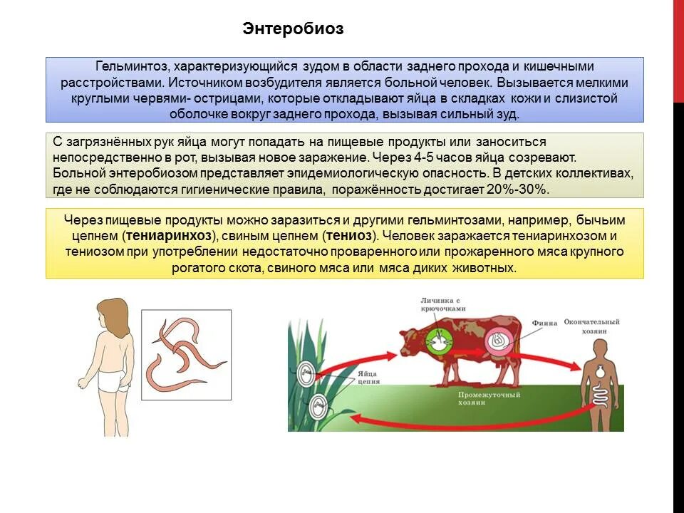 Какие болезни можно подцепить. Как происходит заражение человека бычьим цепнем. Тениаринхоз пути заражения человека. Бычий цепень заражение человека. Человек может заразиться бычьим цепнем.