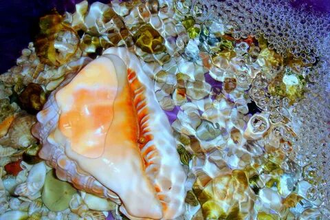 В черном море есть ракушки