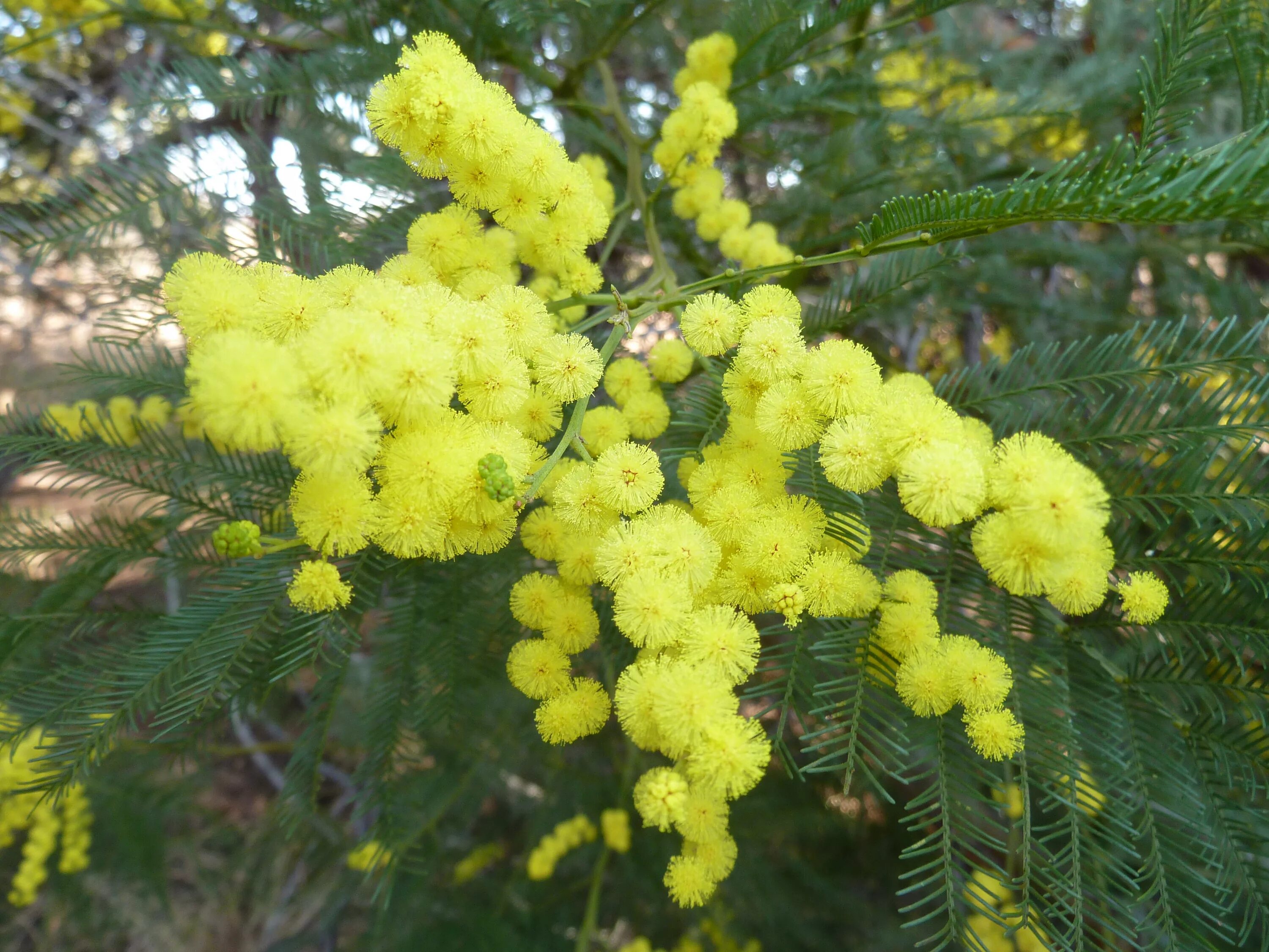 Мимоза живая купить. Мимоза Acacia dealbata. Акация серебристая Мимоза. Акация подбеленная (Мимоза). Акация подбеленная.